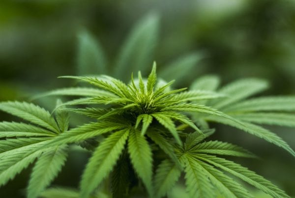 Marijuana and Workplace Accidents